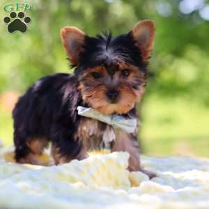 Drake, Yorkie Puppy